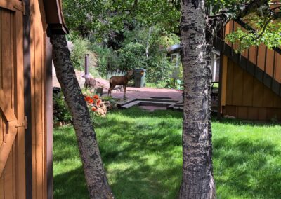 Riverside Retreat Cabin Baby Deer Visitor